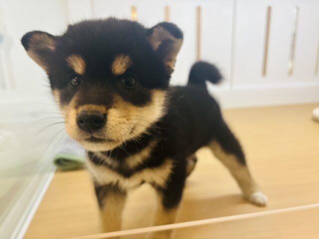 柴犬
