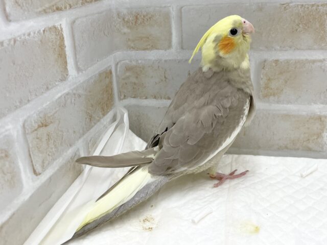 オカメインコ