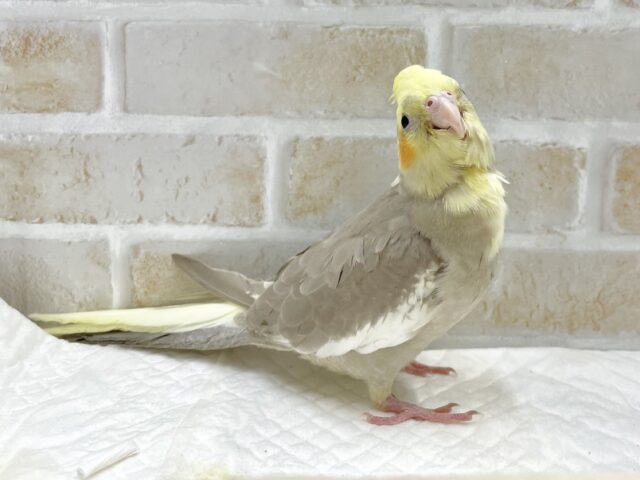 オカメインコ
