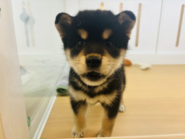 柴犬