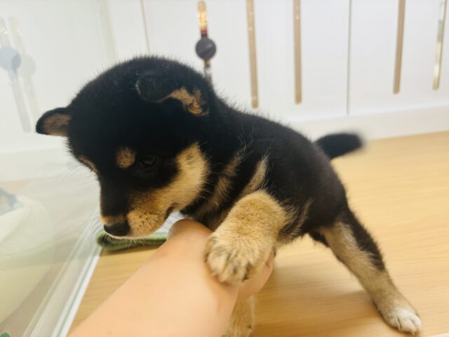 柴犬