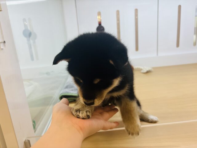 柴犬