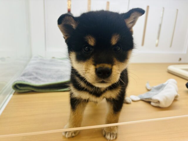 柴犬