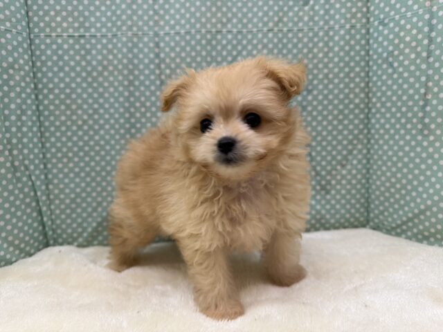 ポメプー
