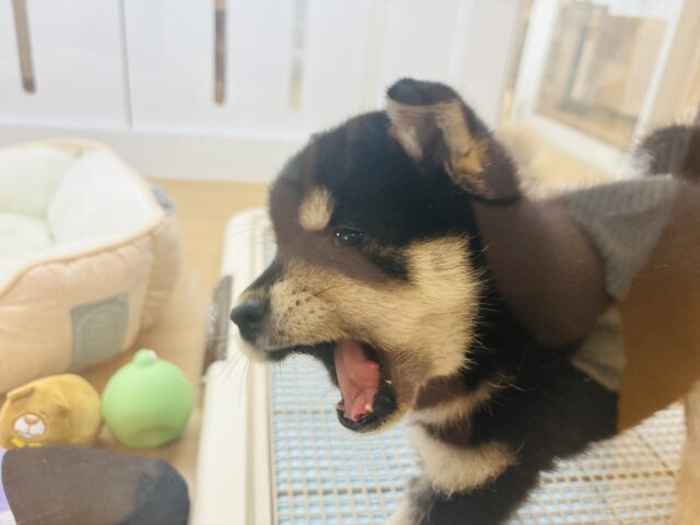 柴犬