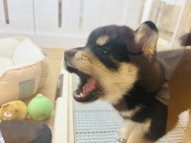 柴犬