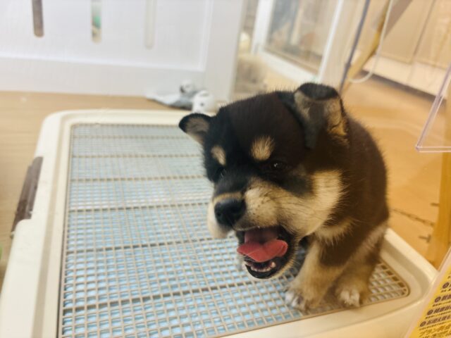 柴犬