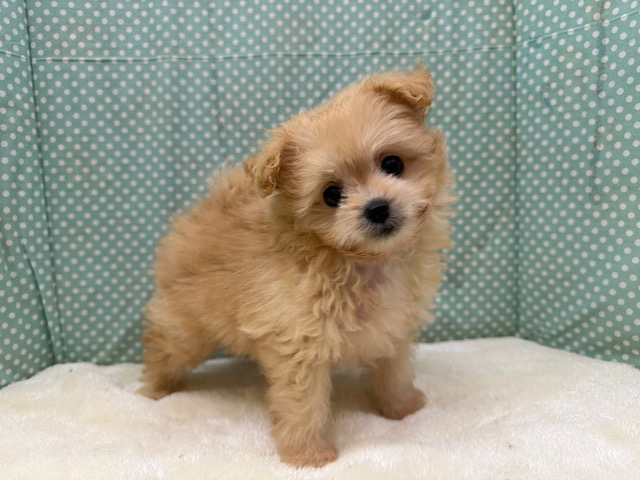 ふわふわ参上💗おしゃべり大好きわんぱくboy👑トイプードル✖️ポメラニアンのハーフ犬(男のこ)きました✨