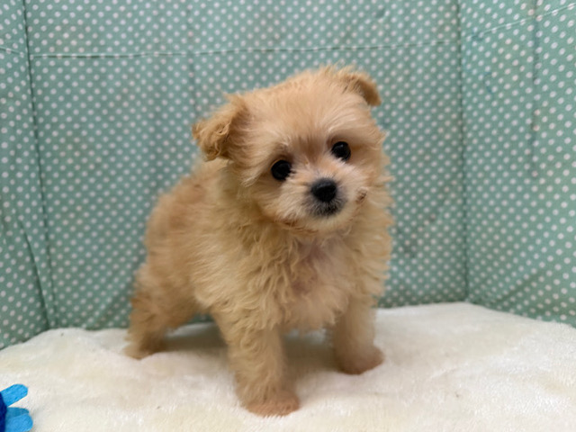 ポメプー