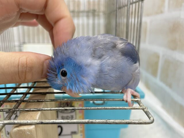 マメルリハ