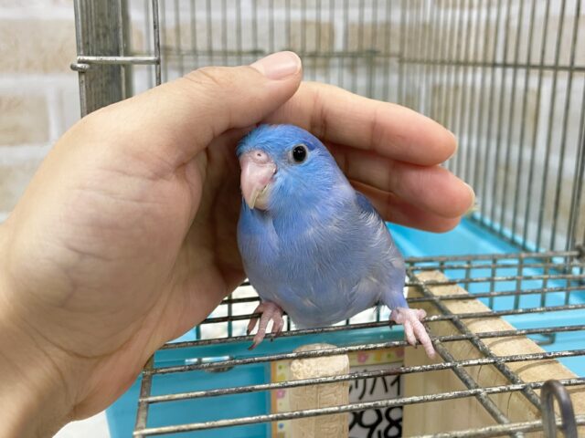 マメルリハ