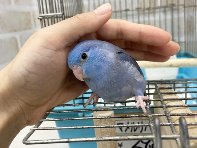 マメルリハ