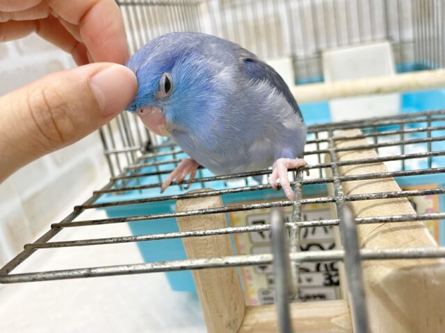 マメルリハ