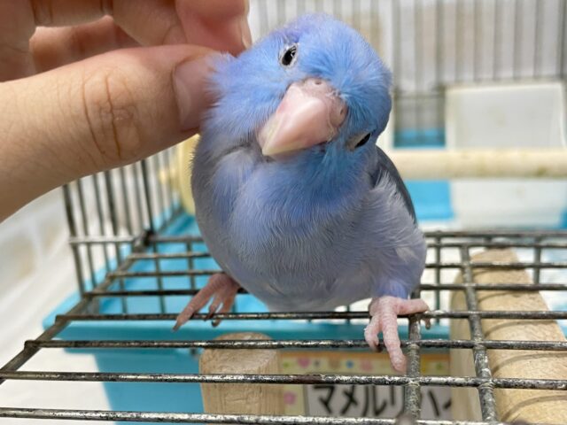 マメルリハ