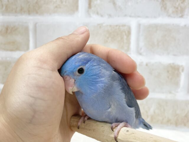 マメルリハ