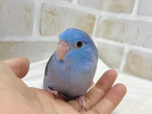 マメルリハ