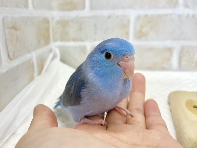 マメルリハ