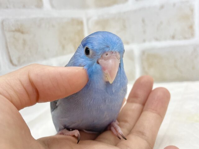 マメルリハ
