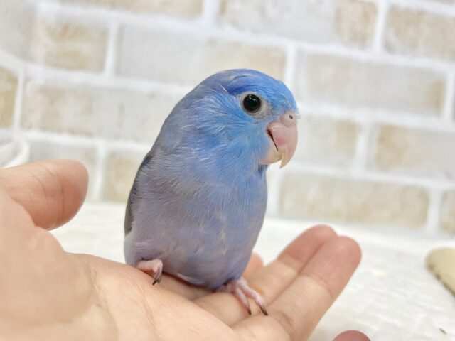 マメルリハ