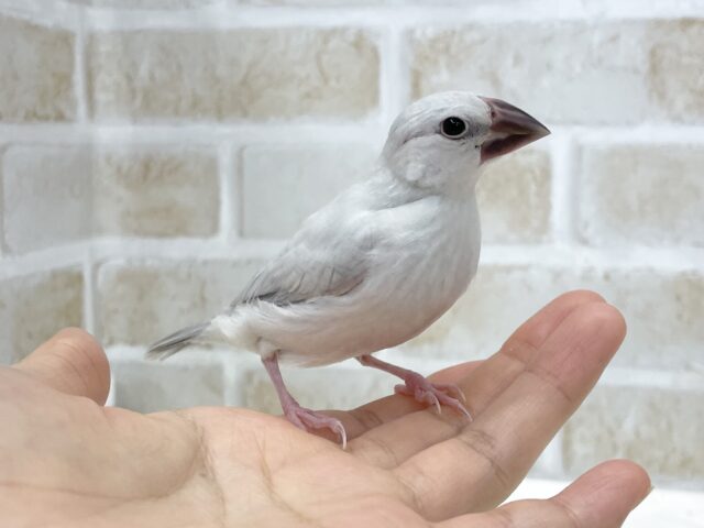 シルバー文鳥