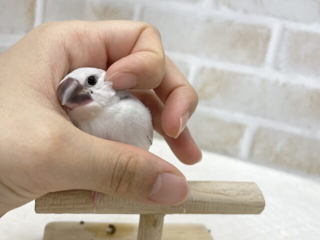 シルバー文鳥