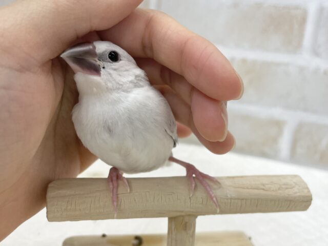 シルバー文鳥
