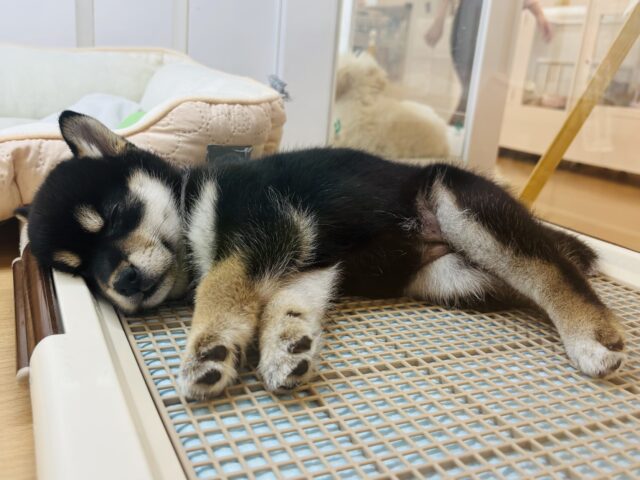 柴犬