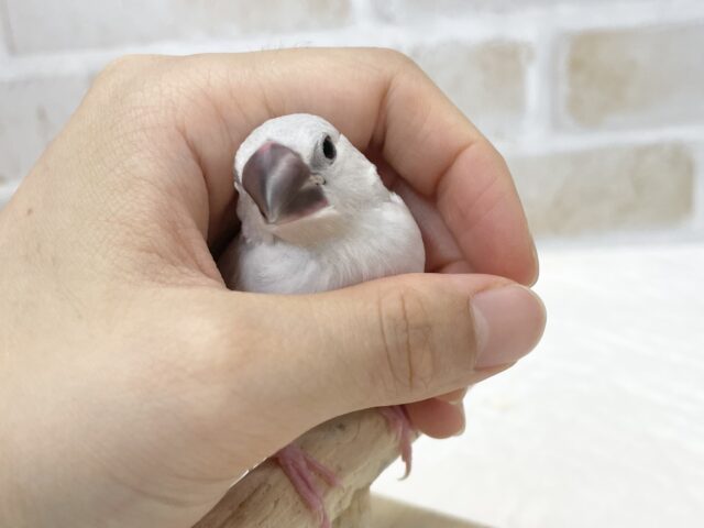シルバー文鳥