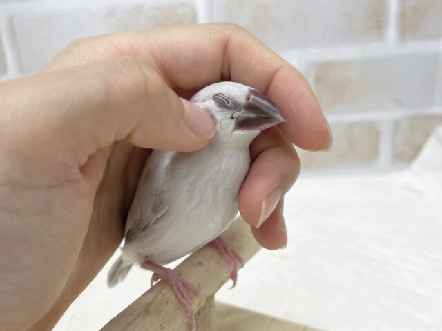 シルバー文鳥