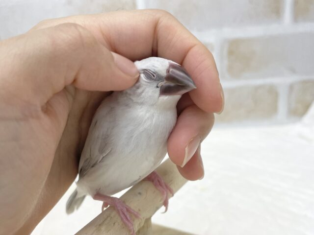 シルバー文鳥