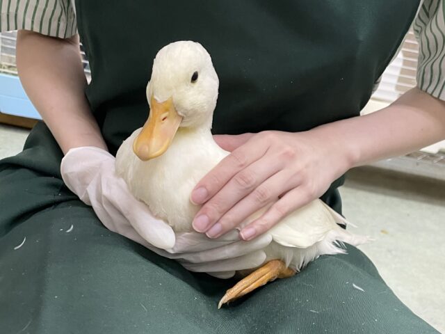 コールダック