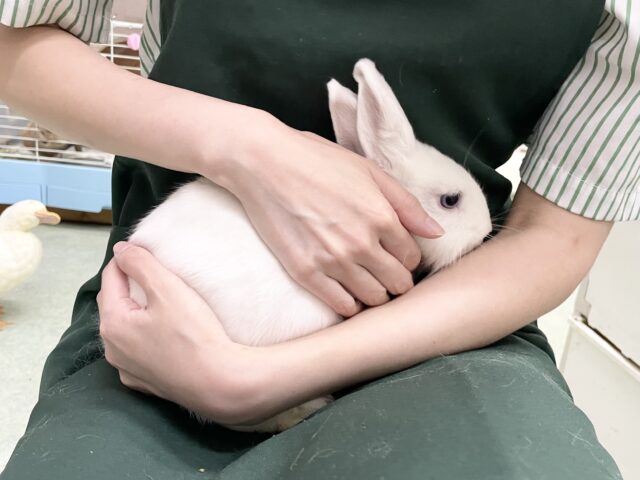 ドワーフホト