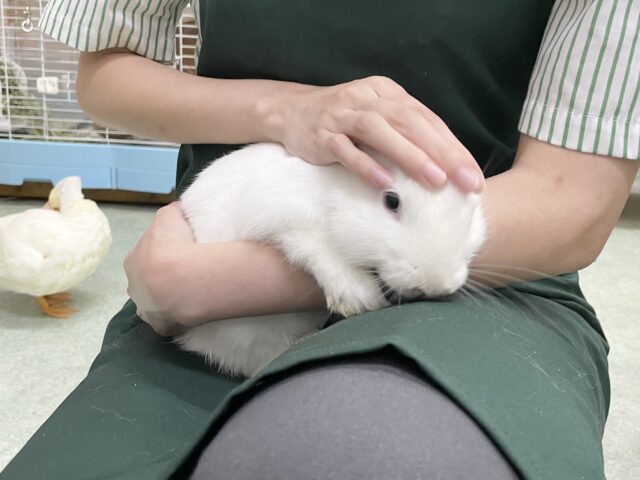 ドワーフホト