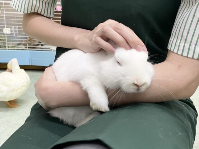 ドワーフホト