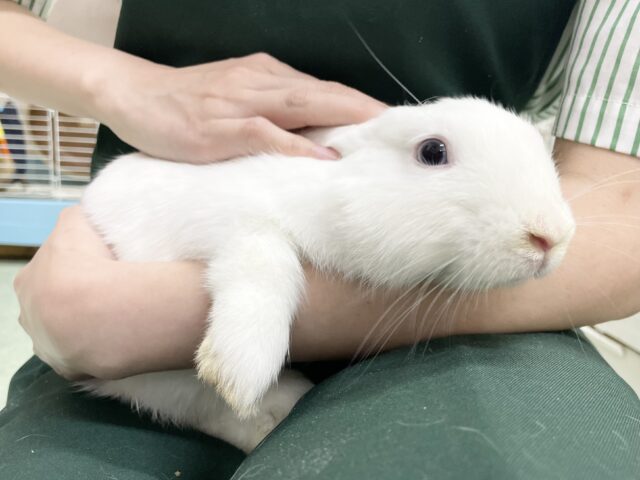 ドワーフホト