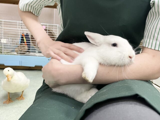 ドワーフホト