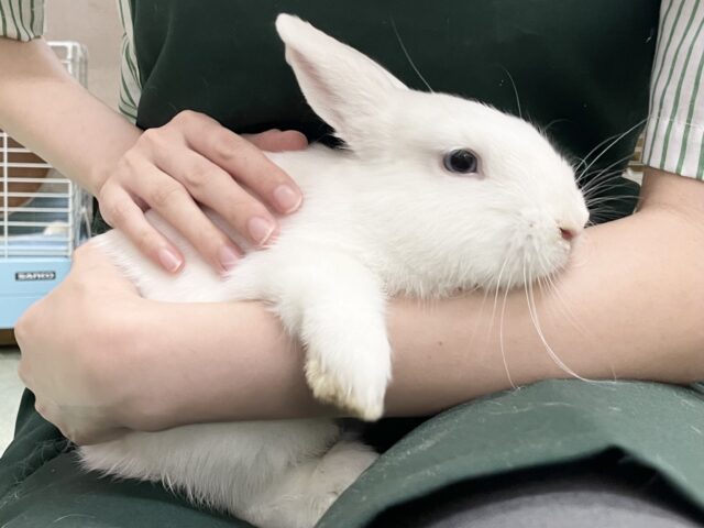 最新画像！動画あり！ドワーフホト（ミスカラー）　真っ白ふかふか♪ぱっちりまつげの美人さんです！