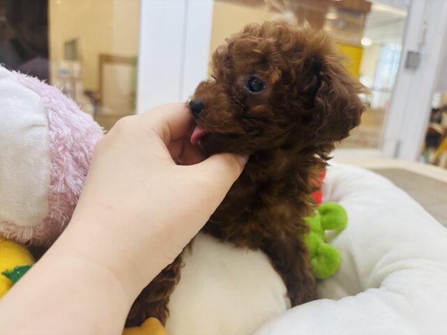 トイプードル