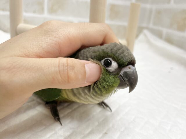 ホオミドリウロコインコ