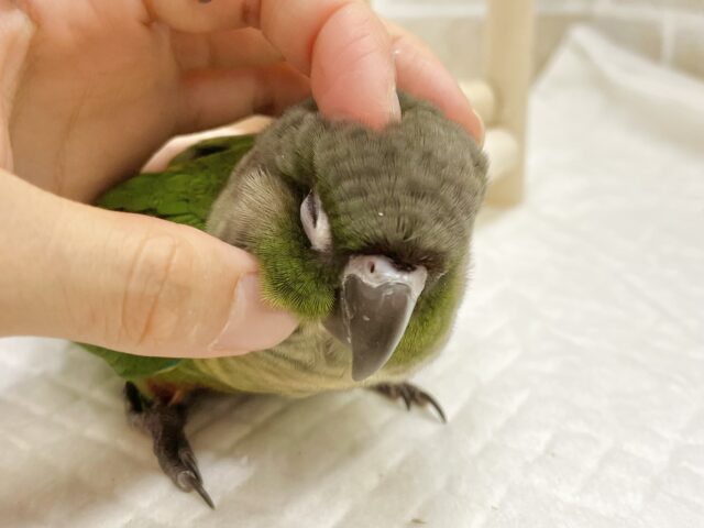ホオミドリウロコインコ