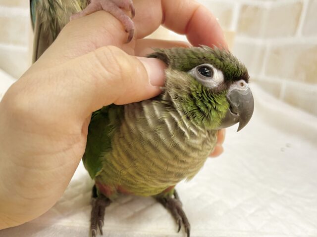 ホオミドリウロコインコ