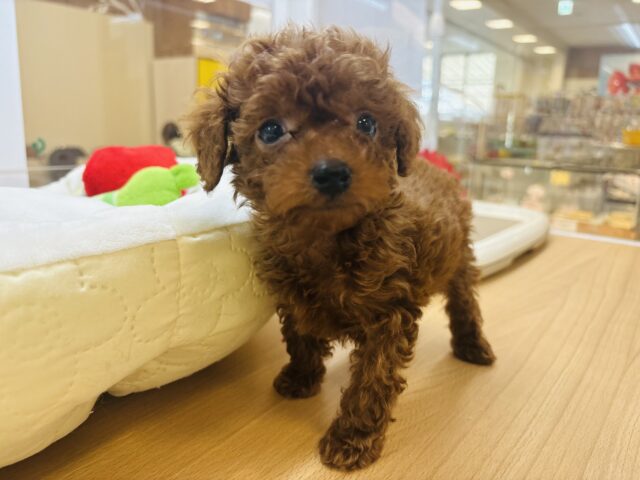 トイプードル
