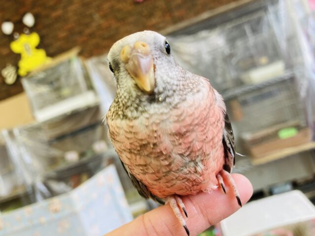 アキクサインコ（秋草インコ）