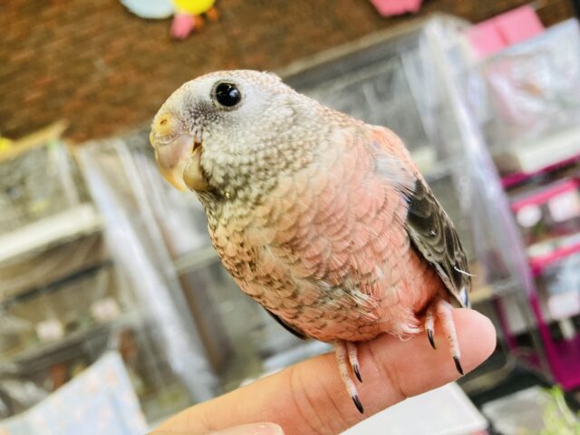 アキクサインコ（秋草インコ）