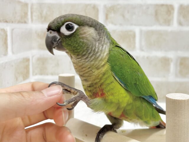 ホオミドリウロコインコ