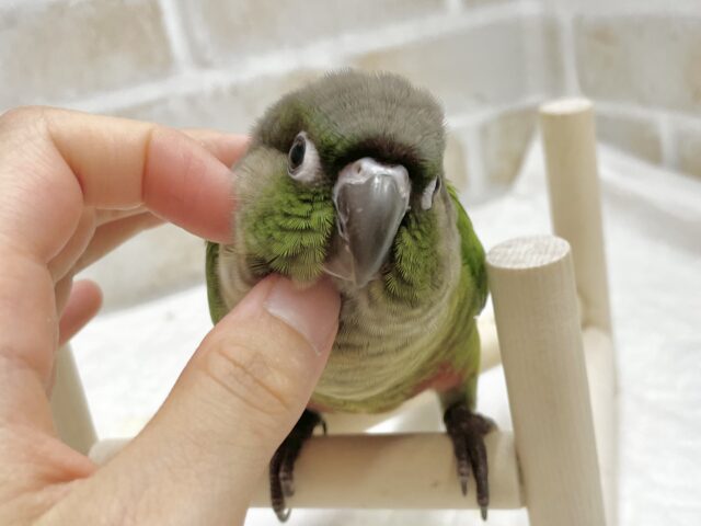 ホオミドリウロコインコ