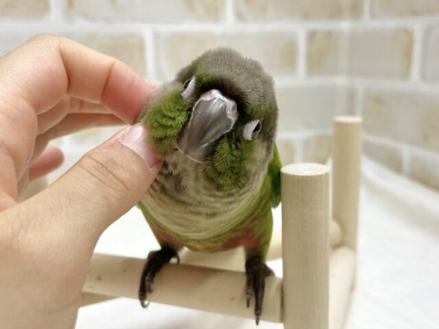 ホオミドリウロコインコ