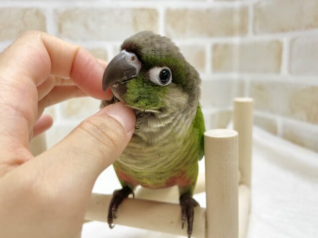 ホオミドリウロコインコ
