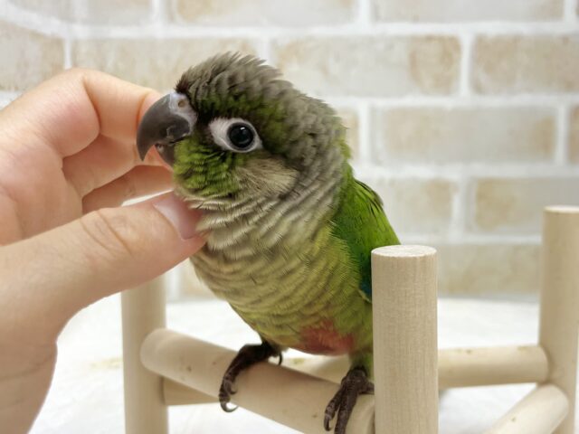 ホオミドリウロコインコ