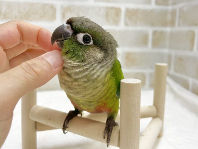 ホオミドリウロコインコ